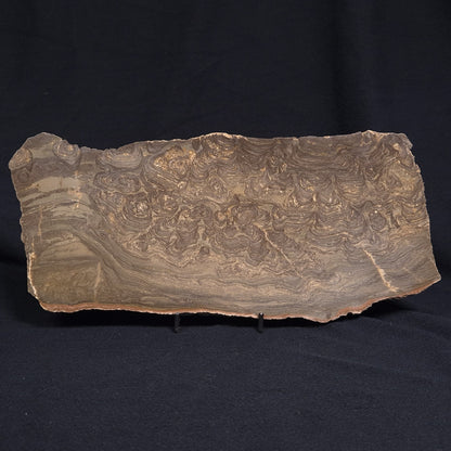 KULPARIA ALICIA STROMATOLITE, Proterozoic, Australia ZKA010