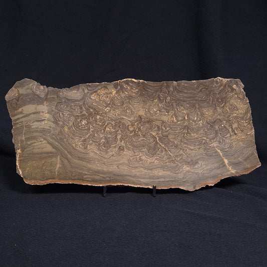 KULPARIA ALICIA STROMATOLITE, Proterozoic, Australia ZKA010