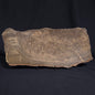 KULPARIA ALICIA STROMATOLITE, Proterozoic, Australia ZKA010