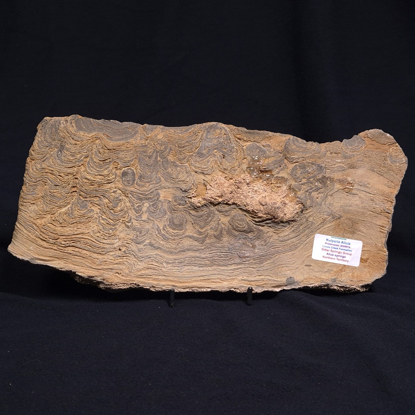 KULPARIA ALICIA STROMATOLITE, Proterozoic, Australia ZKA010