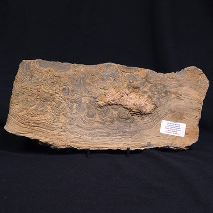 KULPARIA ALICIA STROMATOLITE, Proterozoic, Australia ZKA010