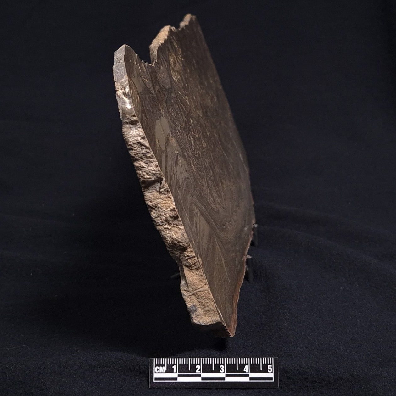 KULPARIA ALICIA STROMATOLITE, Proterozoic, Australia ZKA010