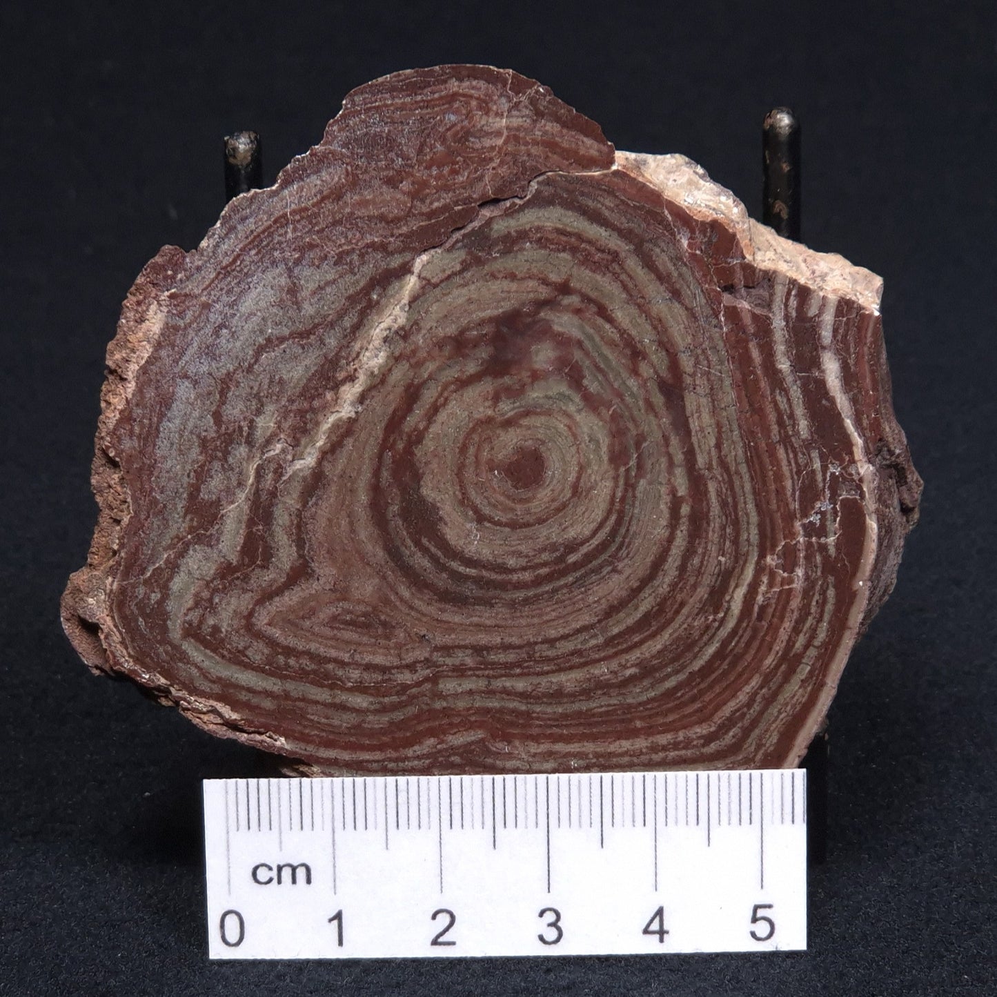 CONOPHYTON AMANTOURARTENSIS STROMATOLITE, Ediacaran, Morocco ZCA001