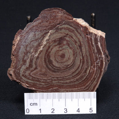 CONOPHYTON AMANTOURARTENSIS STROMATOLITE, Ediacaran, Morocco ZCA001