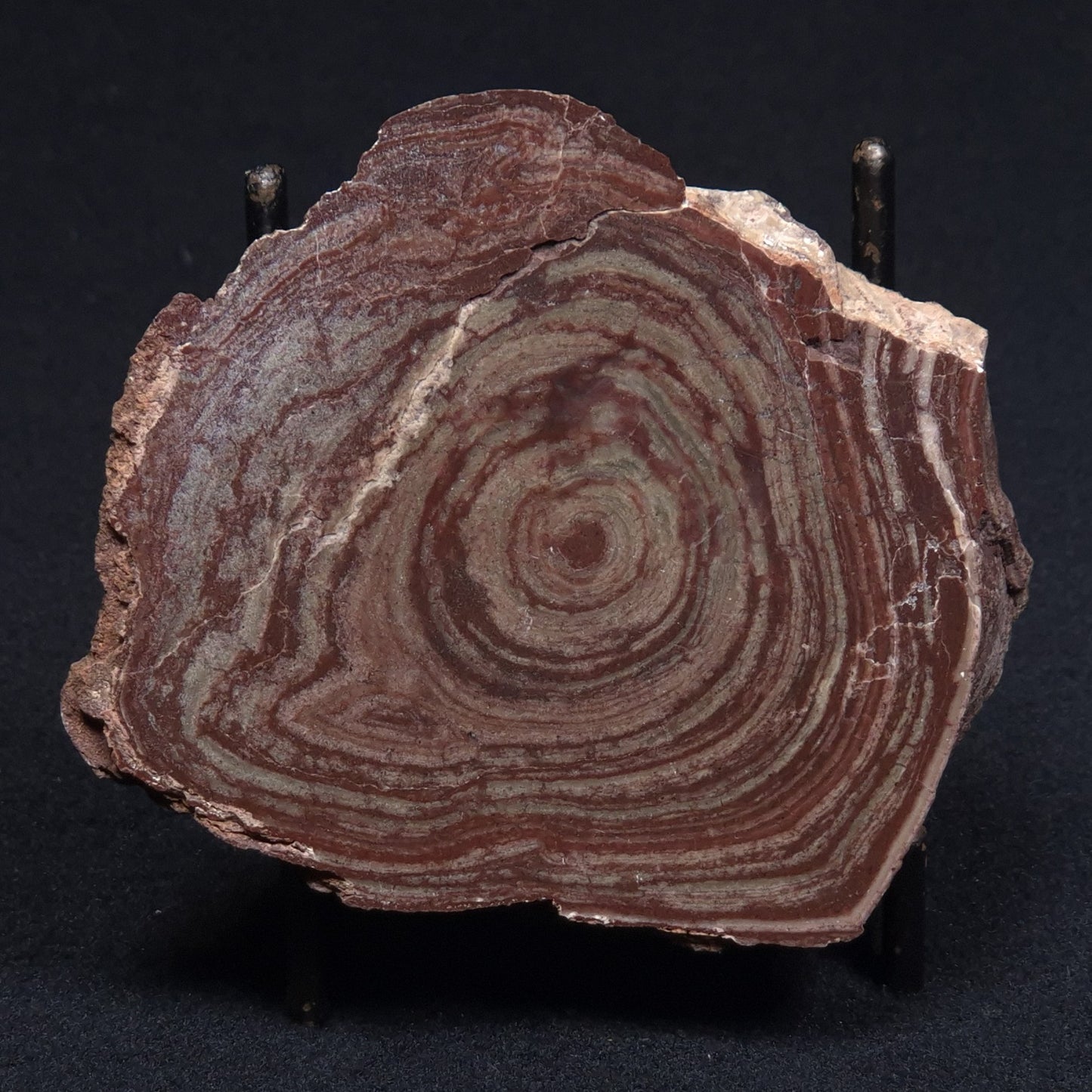 CONOPHYTON AMANTOURARTENSIS STROMATOLITE, Ediacaran, Morocco ZCA001