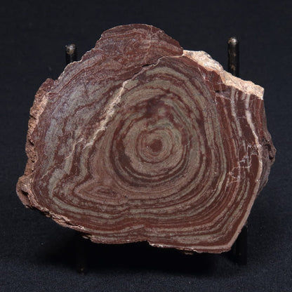 CONOPHYTON AMANTOURARTENSIS STROMATOLITE, Ediacaran, Morocco ZCA001