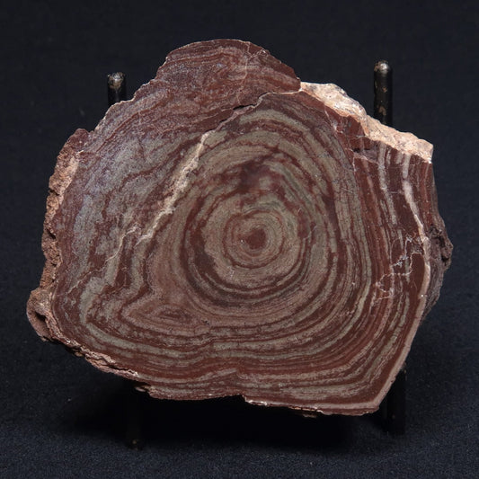 CONOPHYTON AMANTOURARTENSIS STROMATOLITE, Ediacaran, Morocco ZCA001