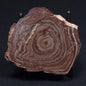 CONOPHYTON AMANTOURARTENSIS STROMATOLITE, Ediacaran, Morocco ZCA001