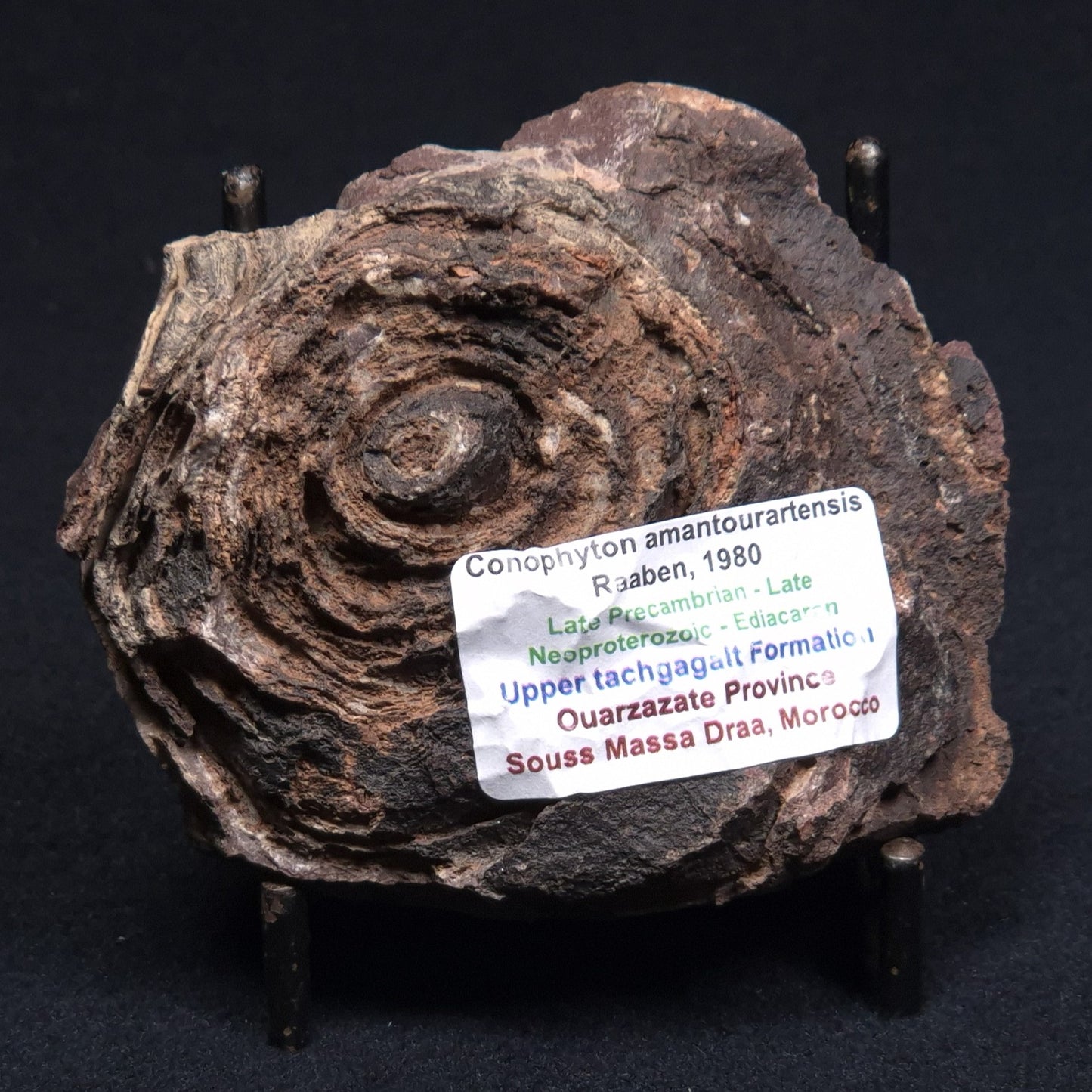 CONOPHYTON AMANTOURARTENSIS STROMATOLITE, Ediacaran, Morocco ZCA001