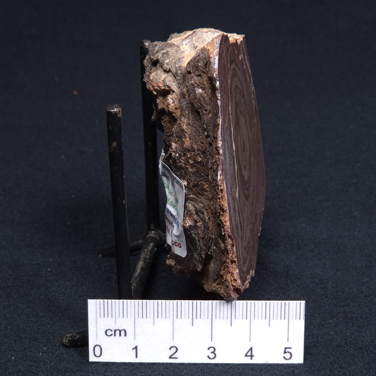 CONOPHYTON AMANTOURARTENSIS STROMATOLITE, Ediacaran, Morocco ZCA001