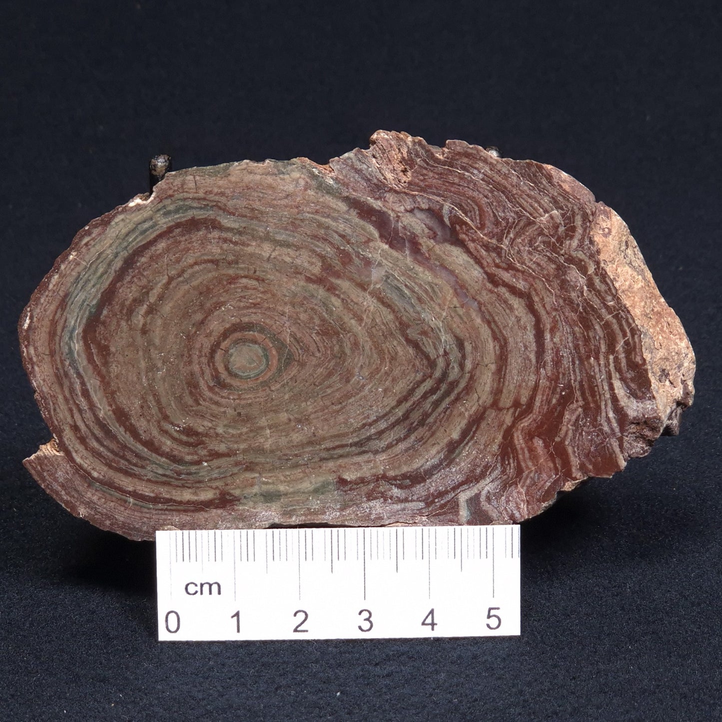 CONOPHYTON AMANTOURARTENSIS STROMATOLITE, Ediacaran, Morocco ZCA002