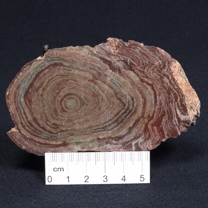 CONOPHYTON AMANTOURARTENSIS STROMATOLITE, Ediacaran, Morocco ZCA002