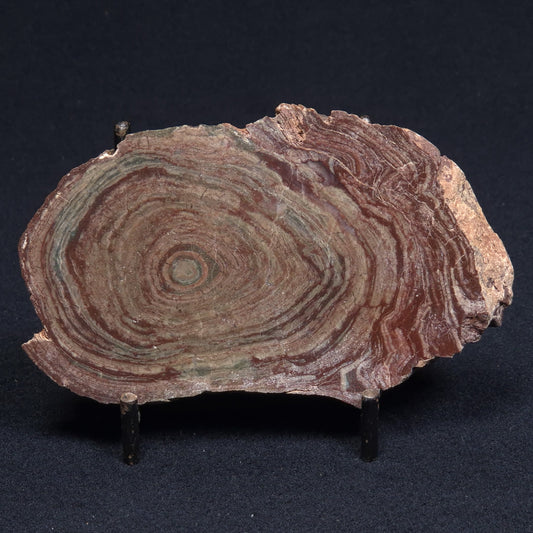 CONOPHYTON AMANTOURARTENSIS STROMATOLITE, Ediacaran, Morocco ZCA002