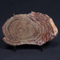 CONOPHYTON AMANTOURARTENSIS STROMATOLITE, Ediacaran, Morocco ZCA002