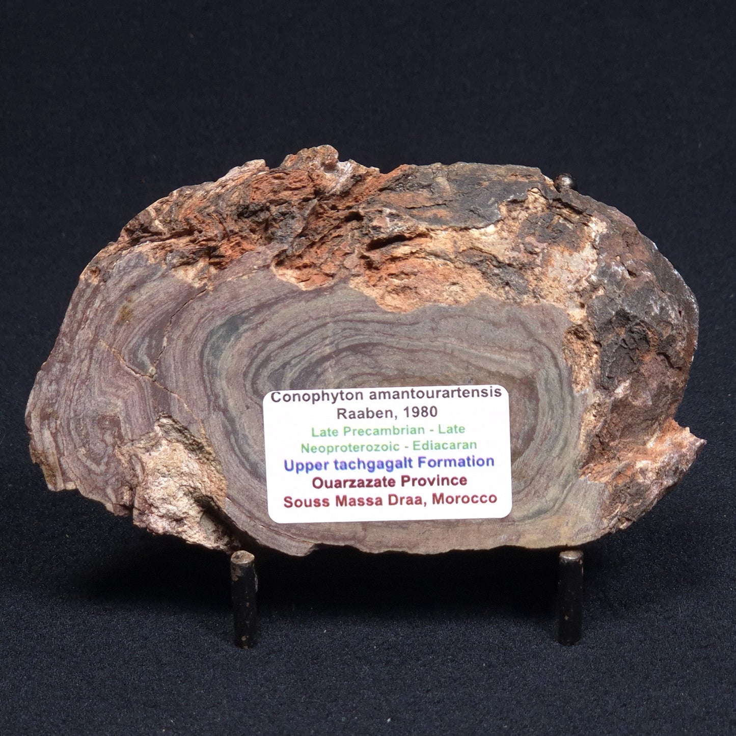 CONOPHYTON AMANTOURARTENSIS STROMATOLITE, Ediacaran, Morocco ZCA002