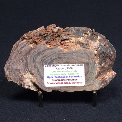CONOPHYTON AMANTOURARTENSIS STROMATOLITE, Ediacaran, Morocco ZCA002