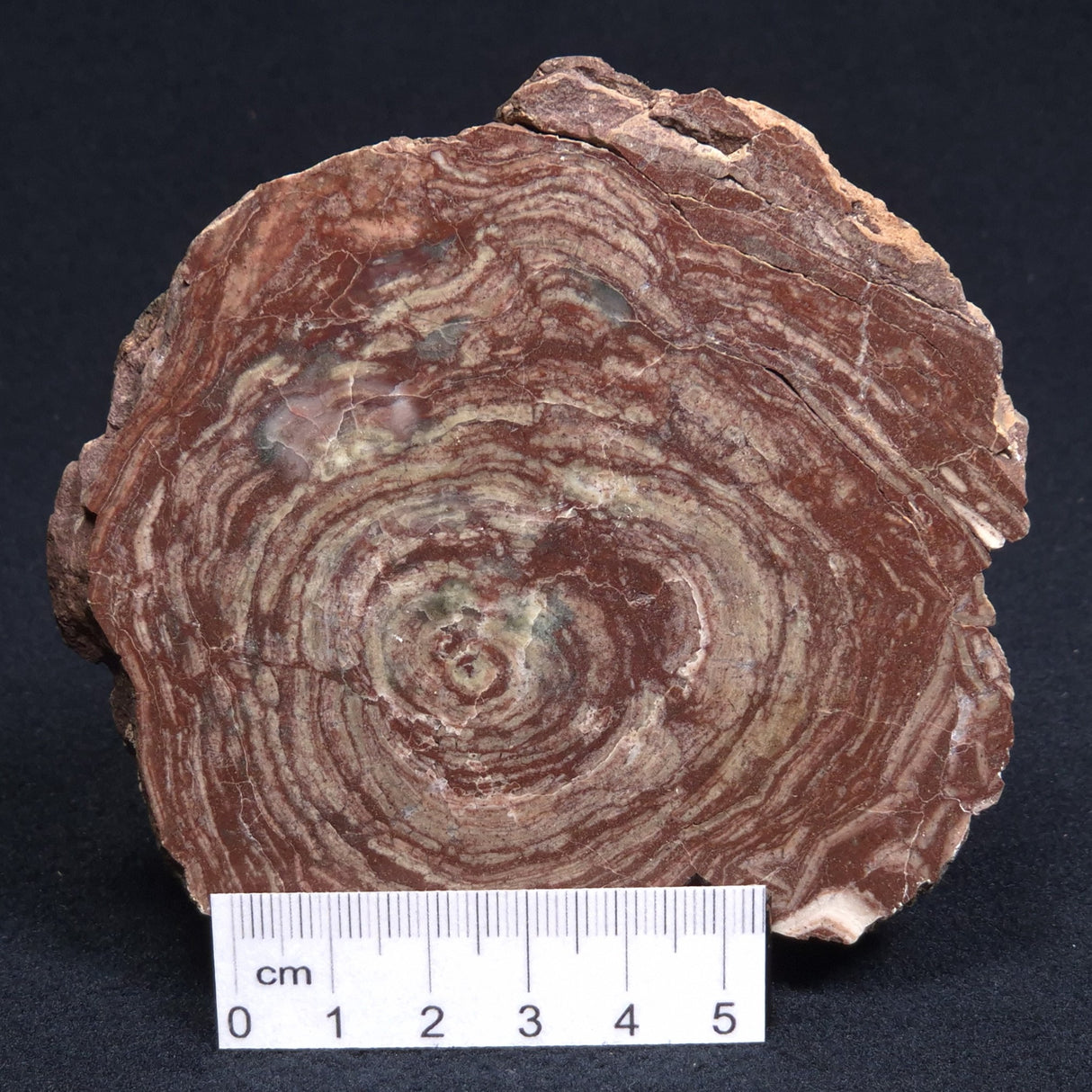 CONOPHYTON AMANTOURARTENSIS STROMATOLITE, Ediacaran, Morocco ZCA003
