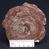 CONOPHYTON AMANTOURARTENSIS STROMATOLITE, Ediacaran, Morocco ZCA003