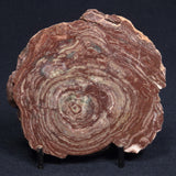 CONOPHYTON AMANTOURARTENSIS STROMATOLITE, Ediacaran, Morocco ZCA003
