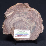 CONOPHYTON AMANTOURARTENSIS STROMATOLITE, Ediacaran, Morocco ZCA003