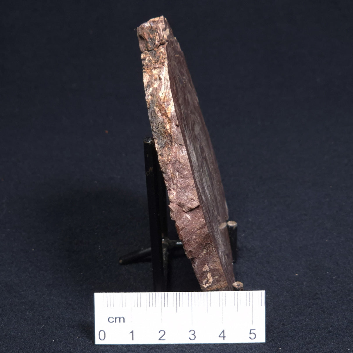 CONOPHYTON AMANTOURARTENSIS STROMATOLITE, Ediacaran, Morocco ZCA003