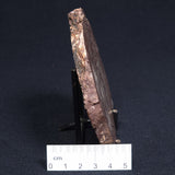 CONOPHYTON AMANTOURARTENSIS STROMATOLITE, Ediacaran, Morocco ZCA003