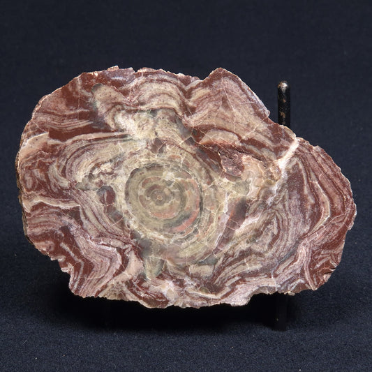 CONOPHYTON AMANTOURARTENSIS STROMATOLITE, Ediacaran, Morocco ZCA004