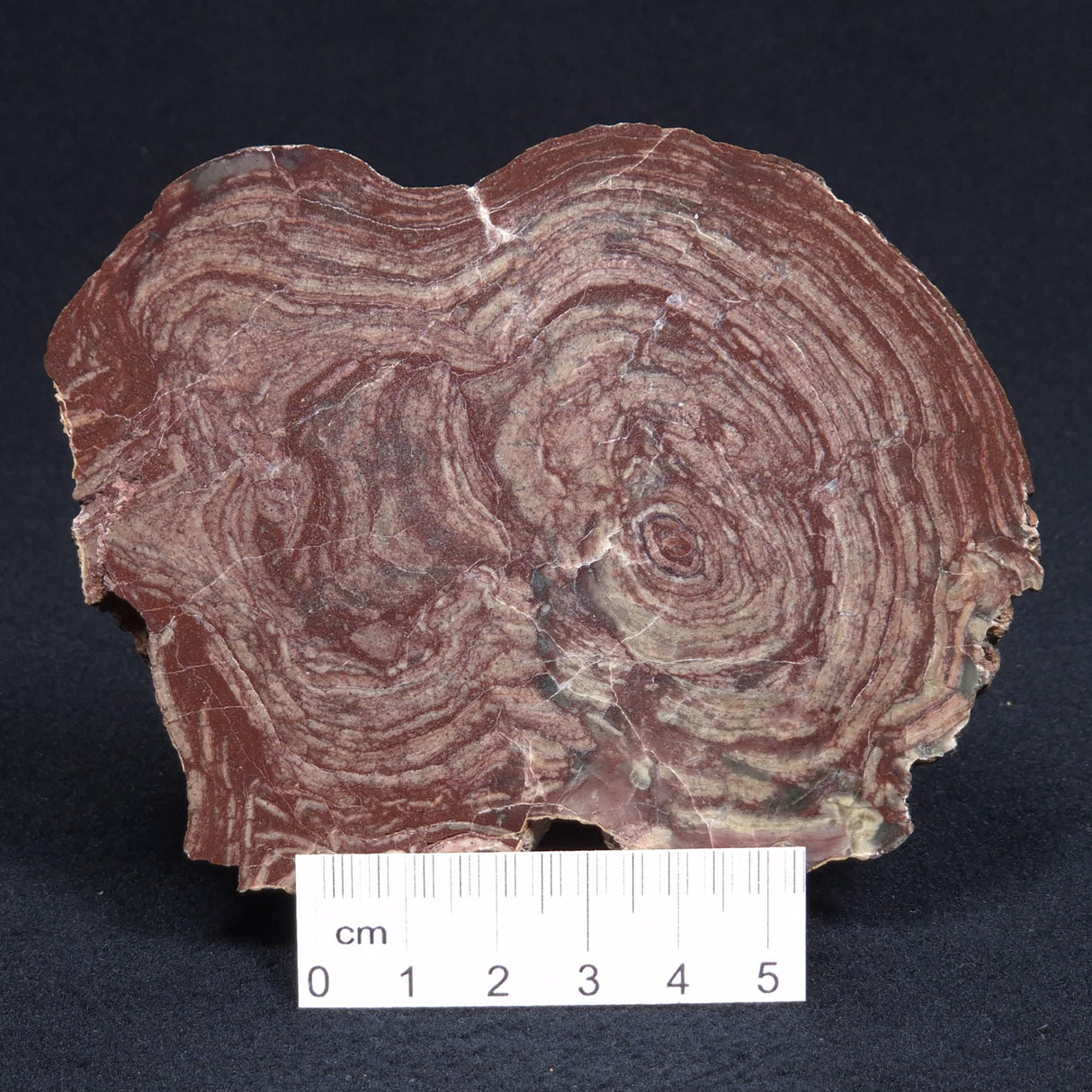 CONOPHYTON AMANTOURARTENSIS STROMATOLITE, Ediacaran, Morocco ZCA005