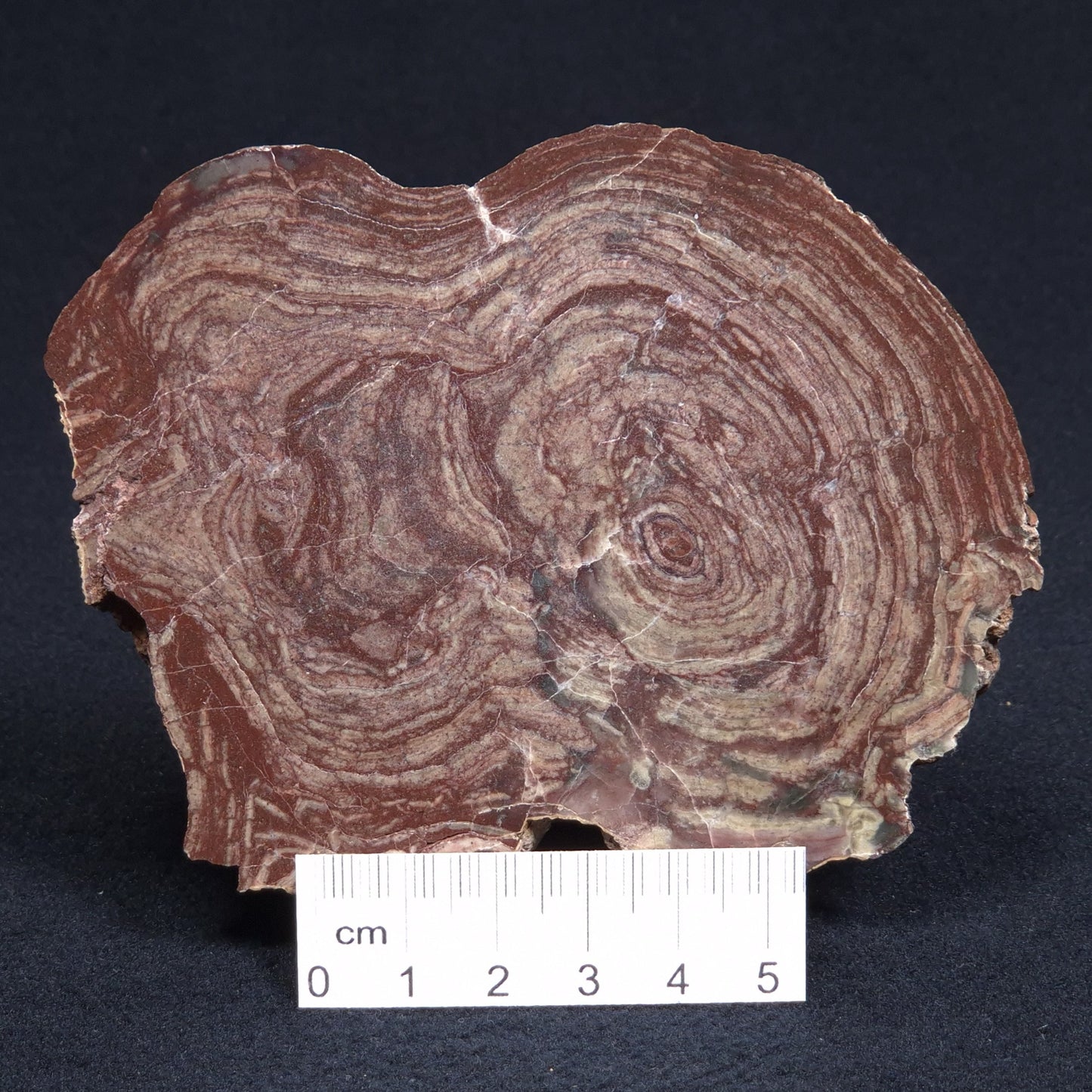 CONOPHYTON AMANTOURARTENSIS STROMATOLITE, Ediacaran, Morocco ZCA005