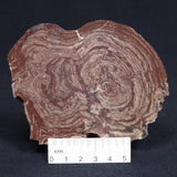 CONOPHYTON AMANTOURARTENSIS STROMATOLITE, Ediacaran, Morocco ZCA005