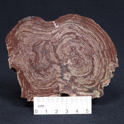 CONOPHYTON AMANTOURARTENSIS STROMATOLITE, Ediacaran, Morocco ZCA005