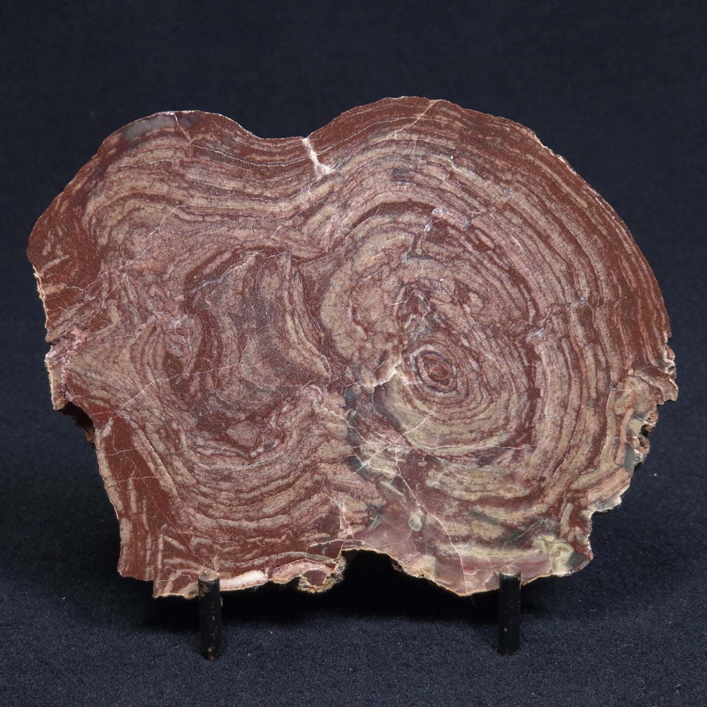 CONOPHYTON AMANTOURARTENSIS STROMATOLITE, Ediacaran, Morocco ZCA005