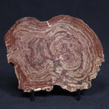 CONOPHYTON AMANTOURARTENSIS STROMATOLITE, Ediacaran, Morocco ZCA005
