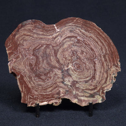 CONOPHYTON AMANTOURARTENSIS STROMATOLITE, Ediacaran, Morocco ZCA005