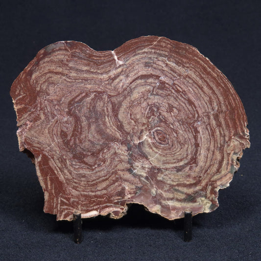CONOPHYTON AMANTOURARTENSIS STROMATOLITE, Ediacaran, Morocco ZCA005