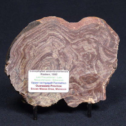 CONOPHYTON AMANTOURARTENSIS STROMATOLITE, Ediacaran, Morocco ZCA005