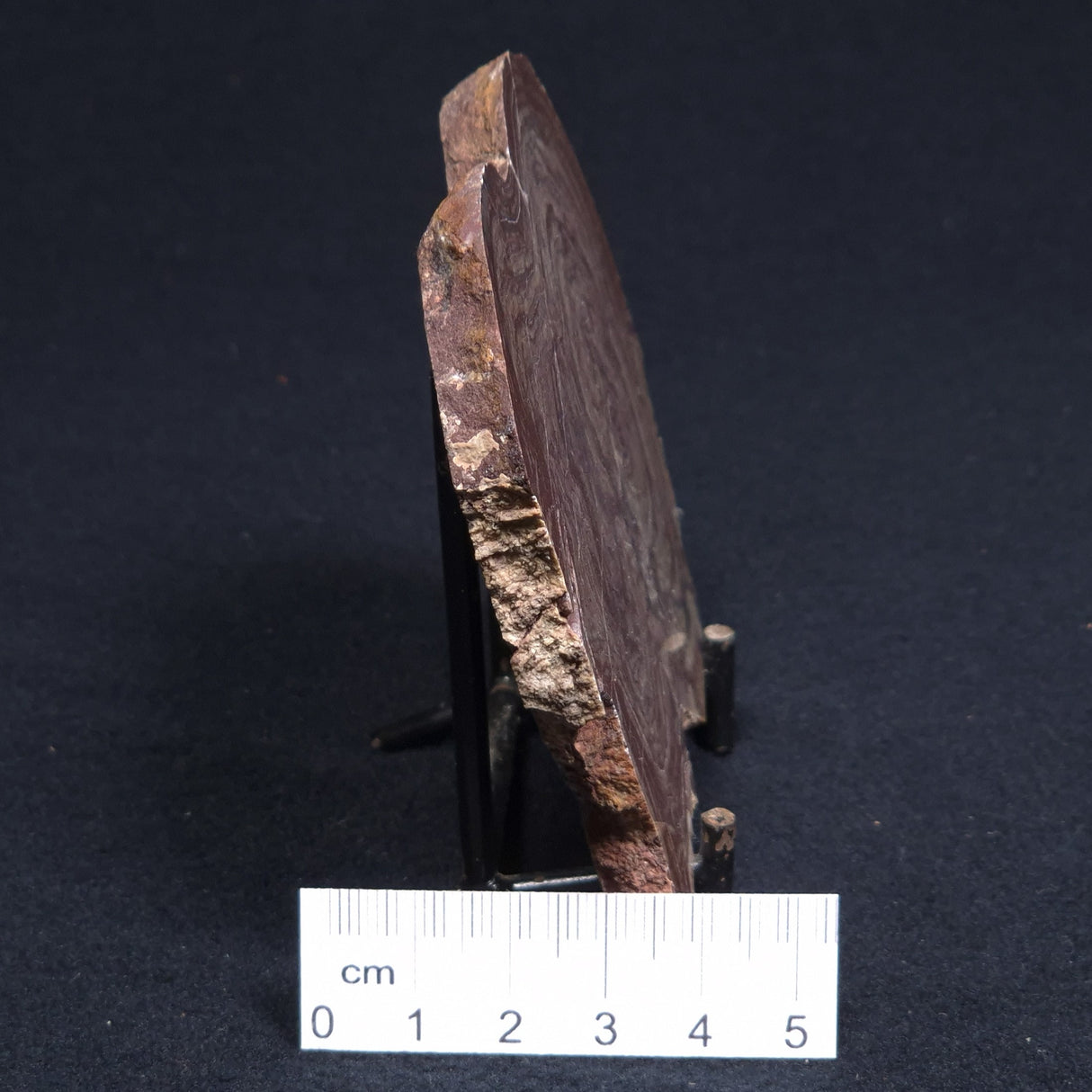 CONOPHYTON AMANTOURARTENSIS STROMATOLITE, Ediacaran, Morocco ZCA005
