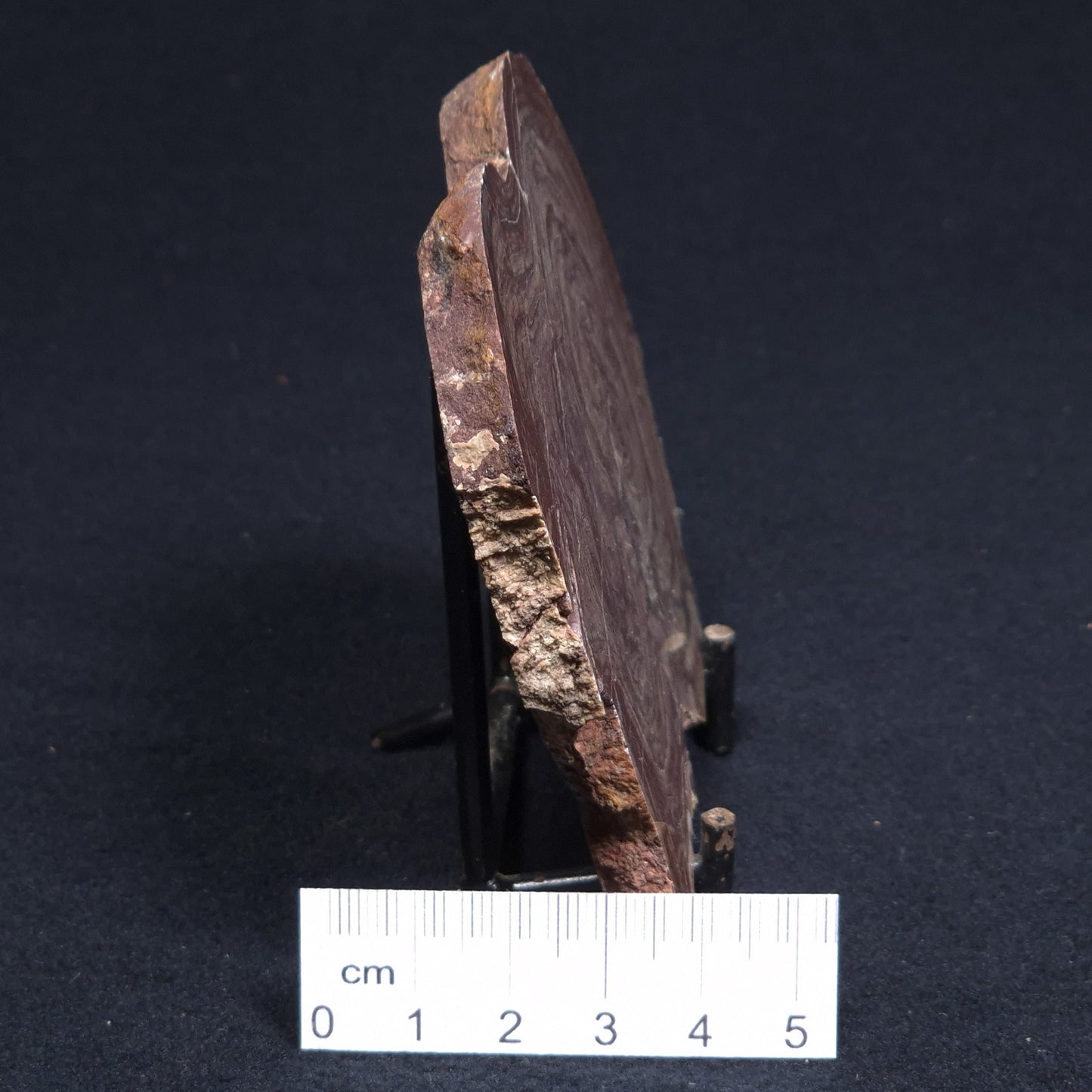 CONOPHYTON AMANTOURARTENSIS STROMATOLITE, Ediacaran, Morocco ZCA005