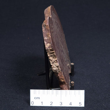 CONOPHYTON AMANTOURARTENSIS STROMATOLITE, Ediacaran, Morocco ZCA005
