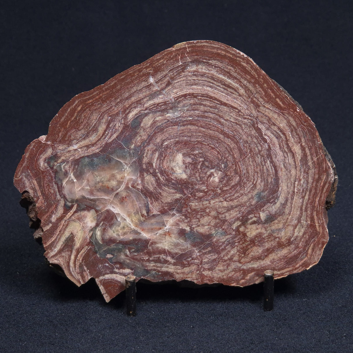 CONOPHYTON AMANTOURARTENSIS STROMATOLITE, Ediacaran, Morocco ZCA006