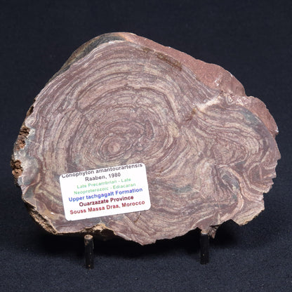 CONOPHYTON AMANTOURARTENSIS STROMATOLITE, Ediacaran, Morocco ZCA006