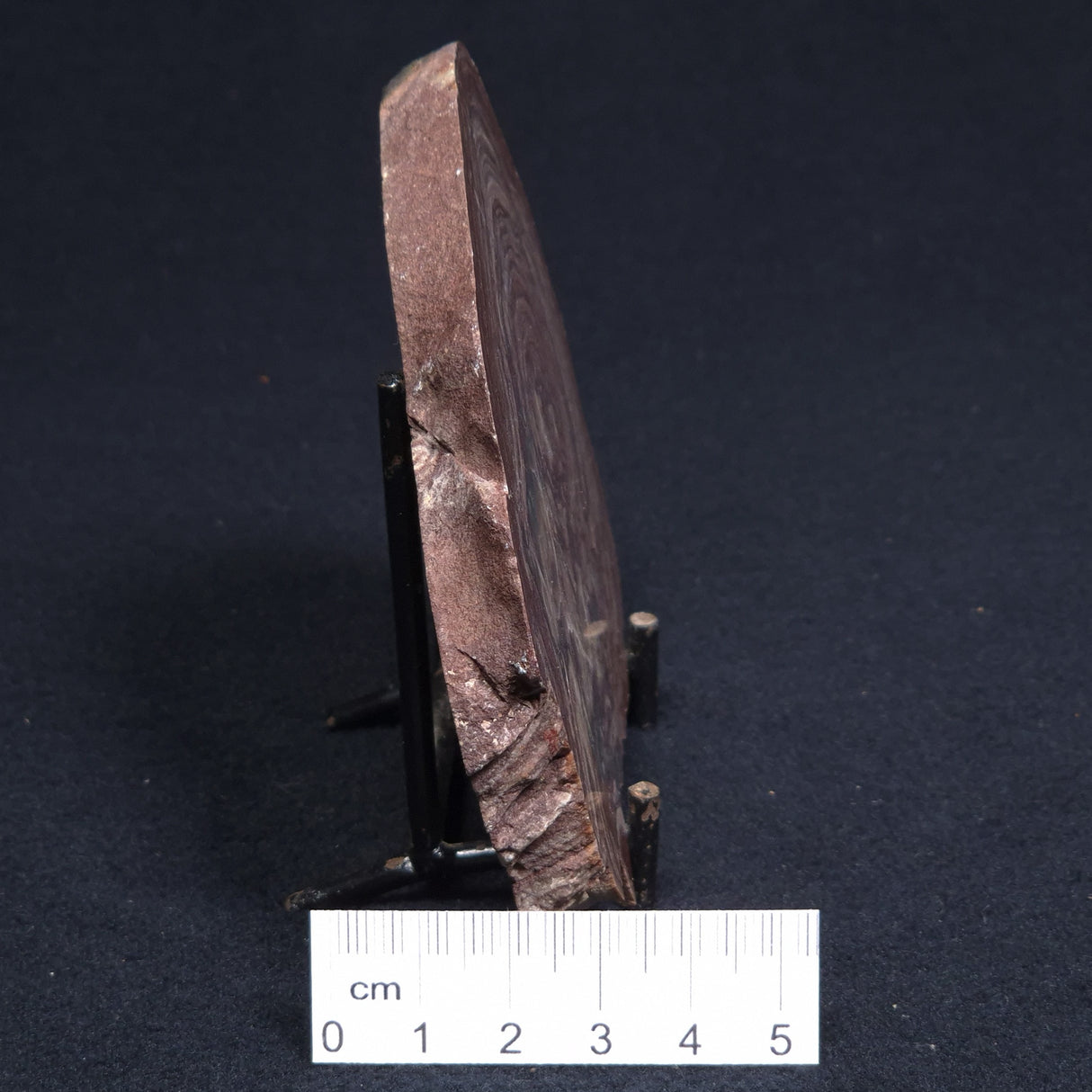 CONOPHYTON AMANTOURARTENSIS STROMATOLITE, Ediacaran, Morocco ZCA006