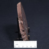 CONOPHYTON AMANTOURARTENSIS STROMATOLITE, Ediacaran, Morocco ZCA006