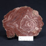 CONOPHYTON AMANTOURARTENSIS STROMATOLITE, Ediacaran, Morocco ZCA007