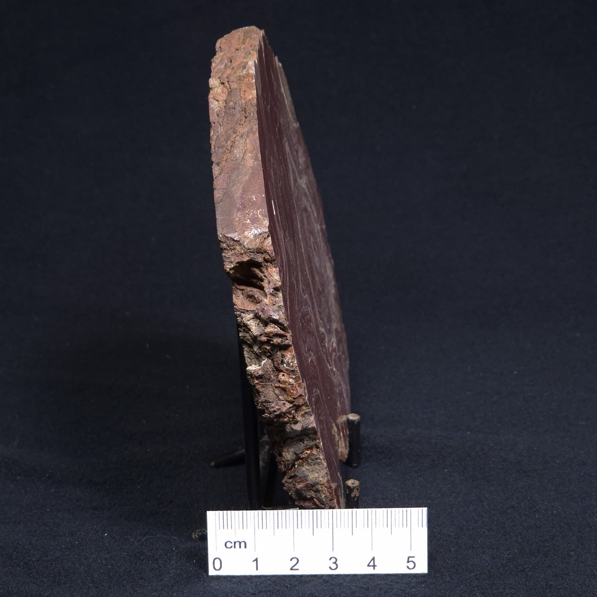 CONOPHYTON AMANTOURARTENSIS STROMATOLITE, Ediacaran, Morocco ZCA007