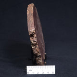 CONOPHYTON AMANTOURARTENSIS STROMATOLITE, Ediacaran, Morocco ZCA007