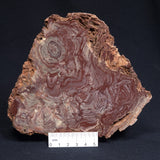 CONOPHYTON AMANTOURARTENSIS STROMATOLITE, Ediacaran, Morocco ZCA008