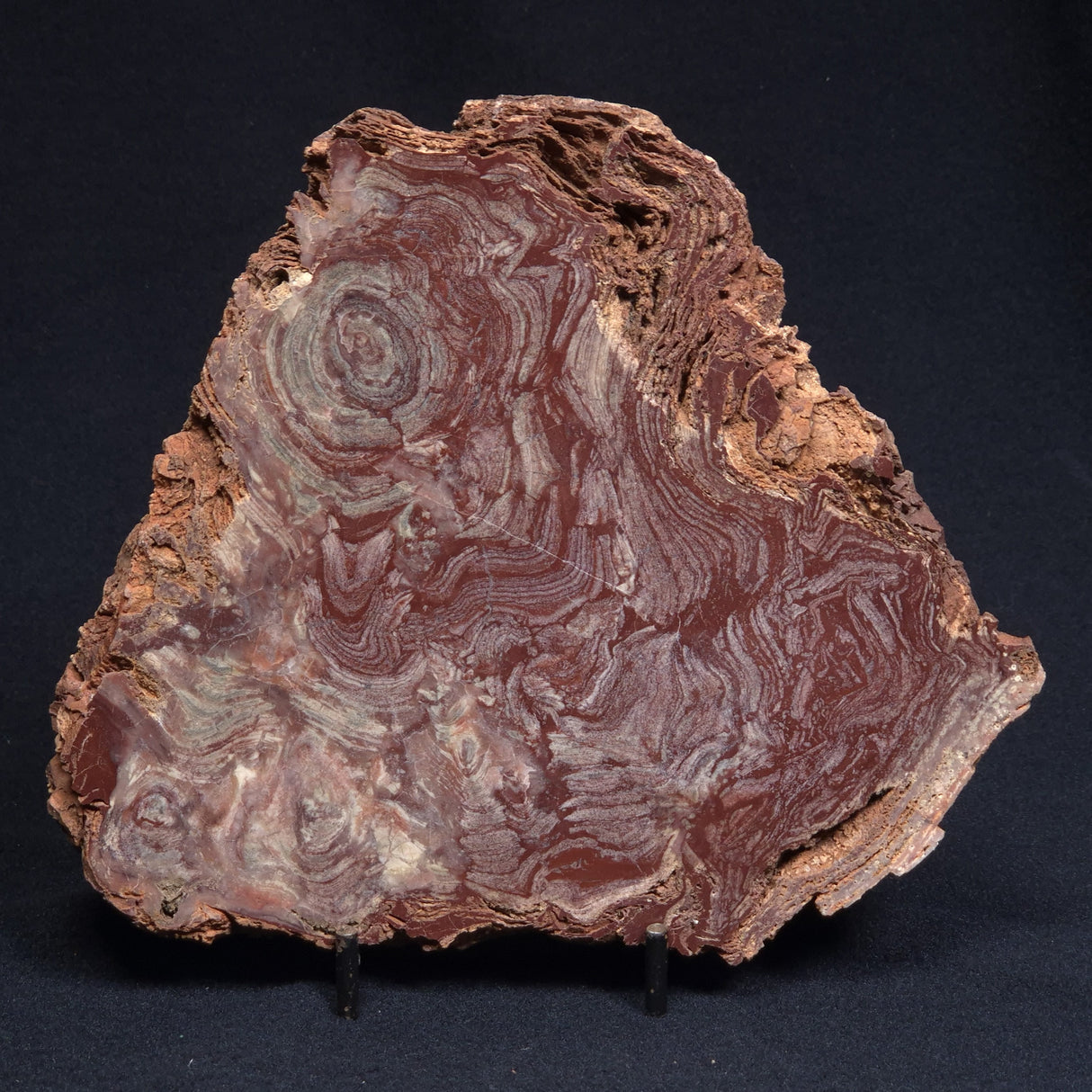 CONOPHYTON AMANTOURARTENSIS STROMATOLITE, Ediacaran, Morocco ZCA008