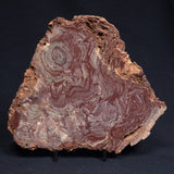 CONOPHYTON AMANTOURARTENSIS STROMATOLITE, Ediacaran, Morocco ZCA008