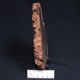 CONOPHYTON AMANTOURARTENSIS STROMATOLITE, Ediacaran, Morocco ZCA008